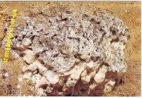 степняк крымский