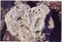 Тарханкутский известняк