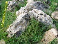 известняк степной крымский