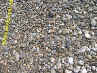 Галька морская