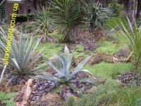 Использование морской гальки в ландшафтном дизайне